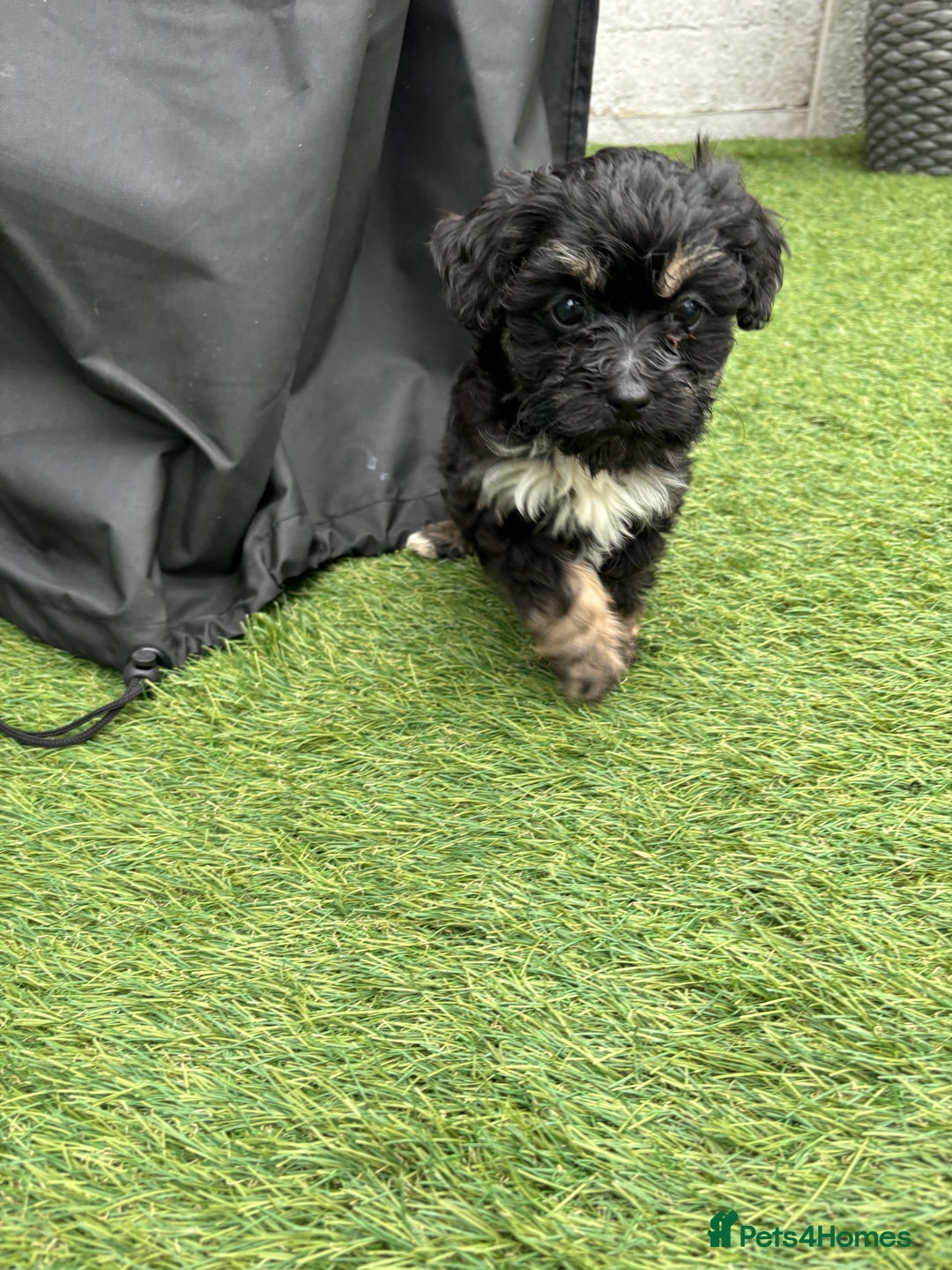 Cavapoo dogs for sale: Ready now Cavapoo puppies for sale  - Image 4