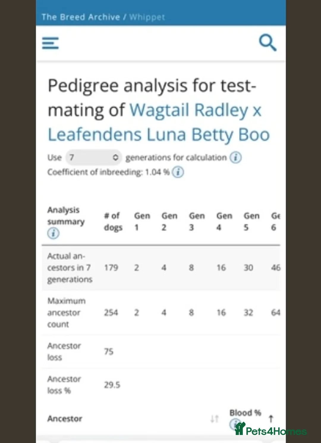 Whippet dogs for sale: Exceptionally bred KC whippets - Advert 6