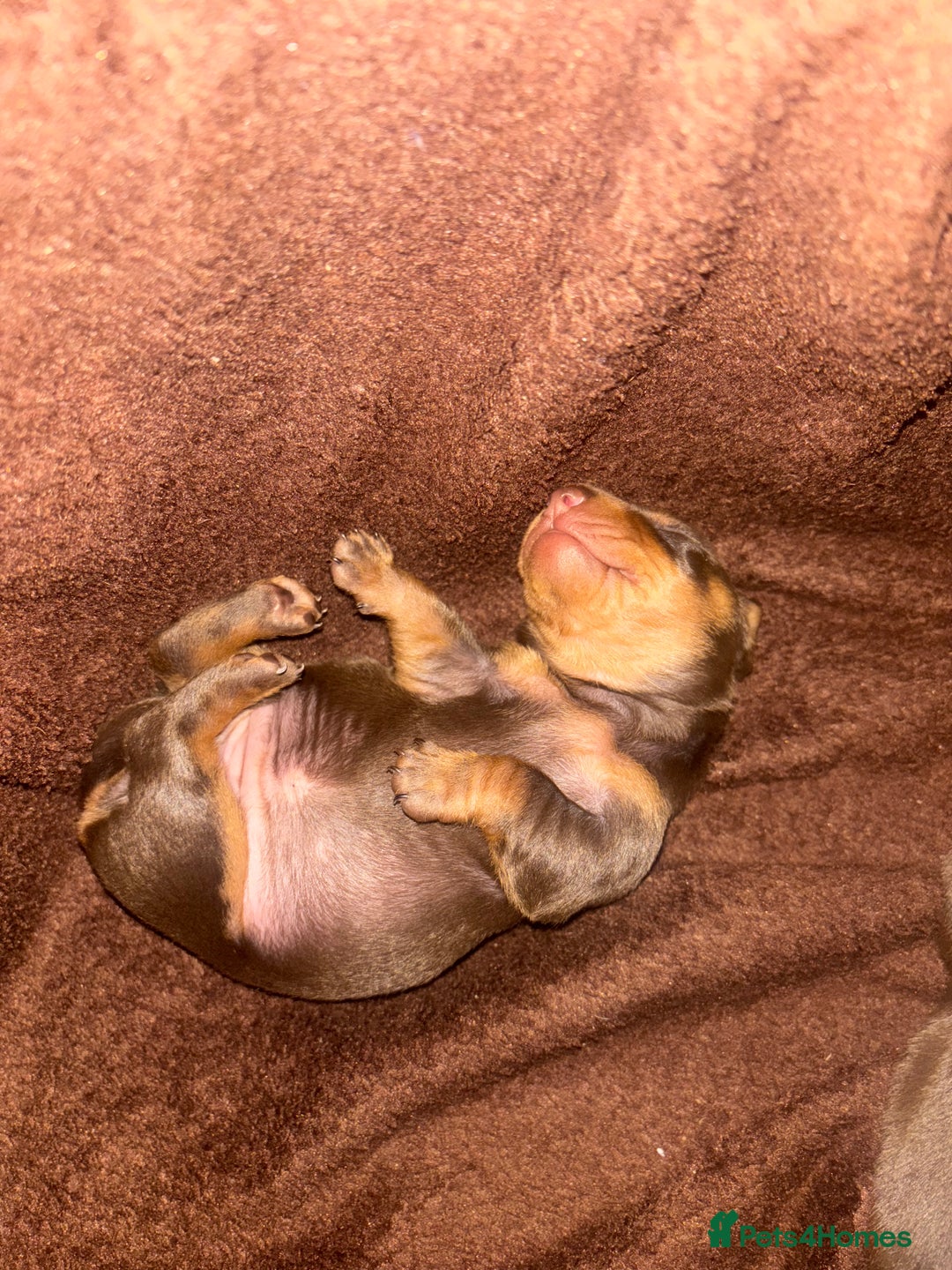 Dachshund dogs for sale: Dachshund Puppies for sale  - Image 13
