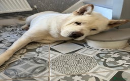 Akita dogs for sale: American akita-Bear - Image 1