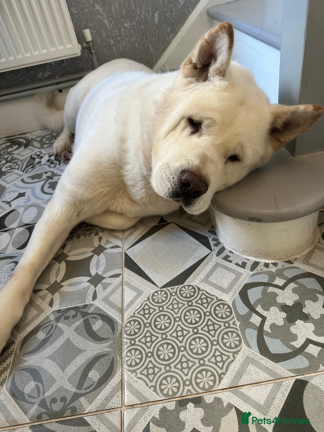 Akita dogs for sale: American akita-Bear - Image 1