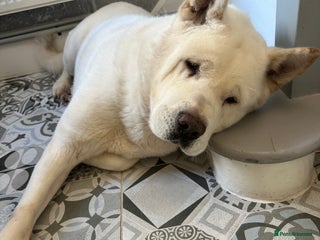 Akita dogs - Advert 15