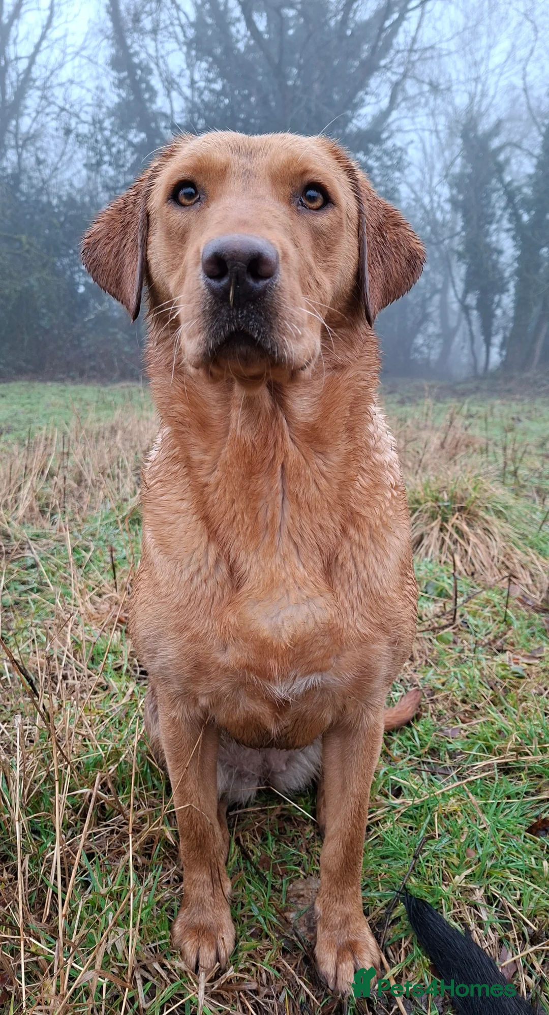 Labrador Retriever dogs for sale: Thistlerun vixen fully trained gundog  - Advert 1