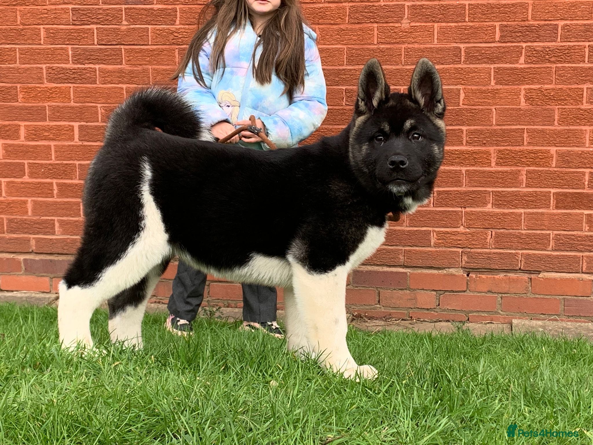 Akita dogs KC REG MALE AKITA PUP   - Advert 12
