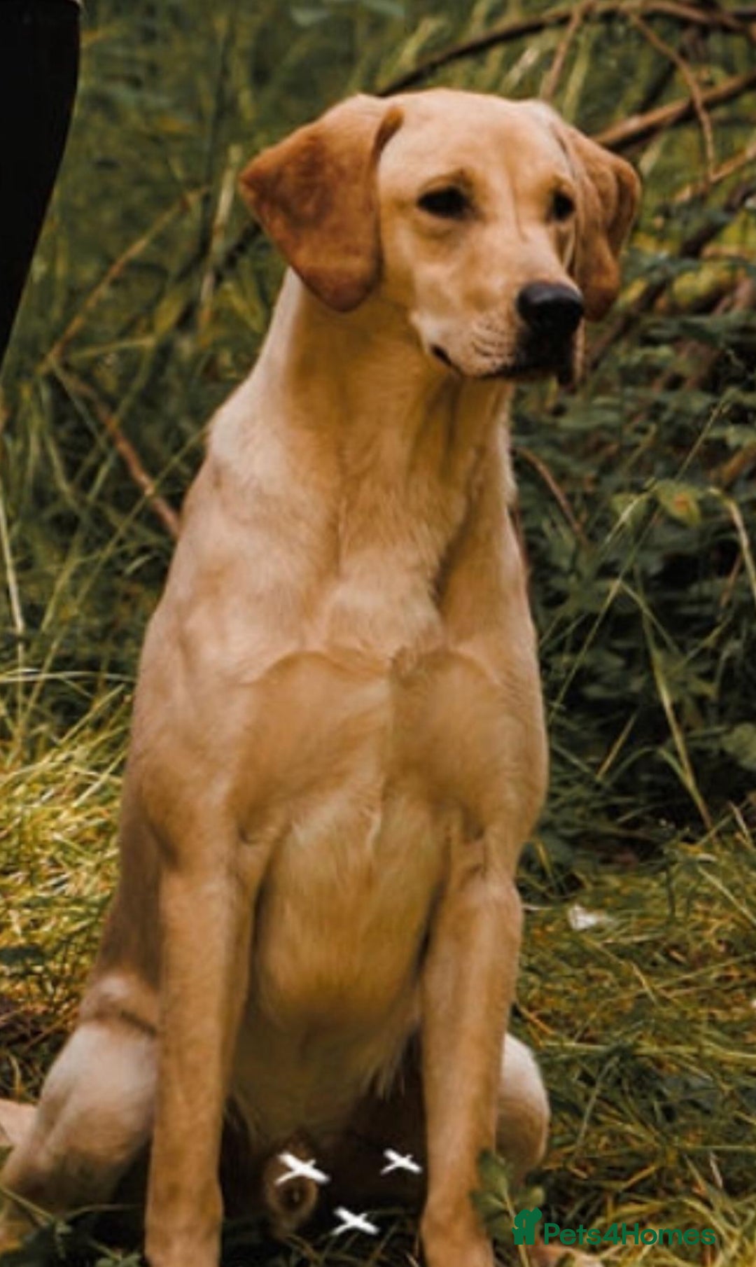 Labrador Retriever dogs for sale: Kc Registered yellow Labrador puppies - Image 4