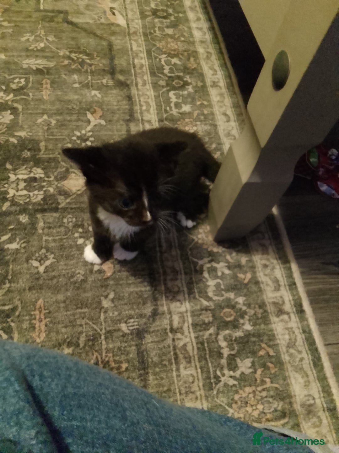 Mixed Breed cats for sale: MALE KITTEN FOR SALE - Advert 1