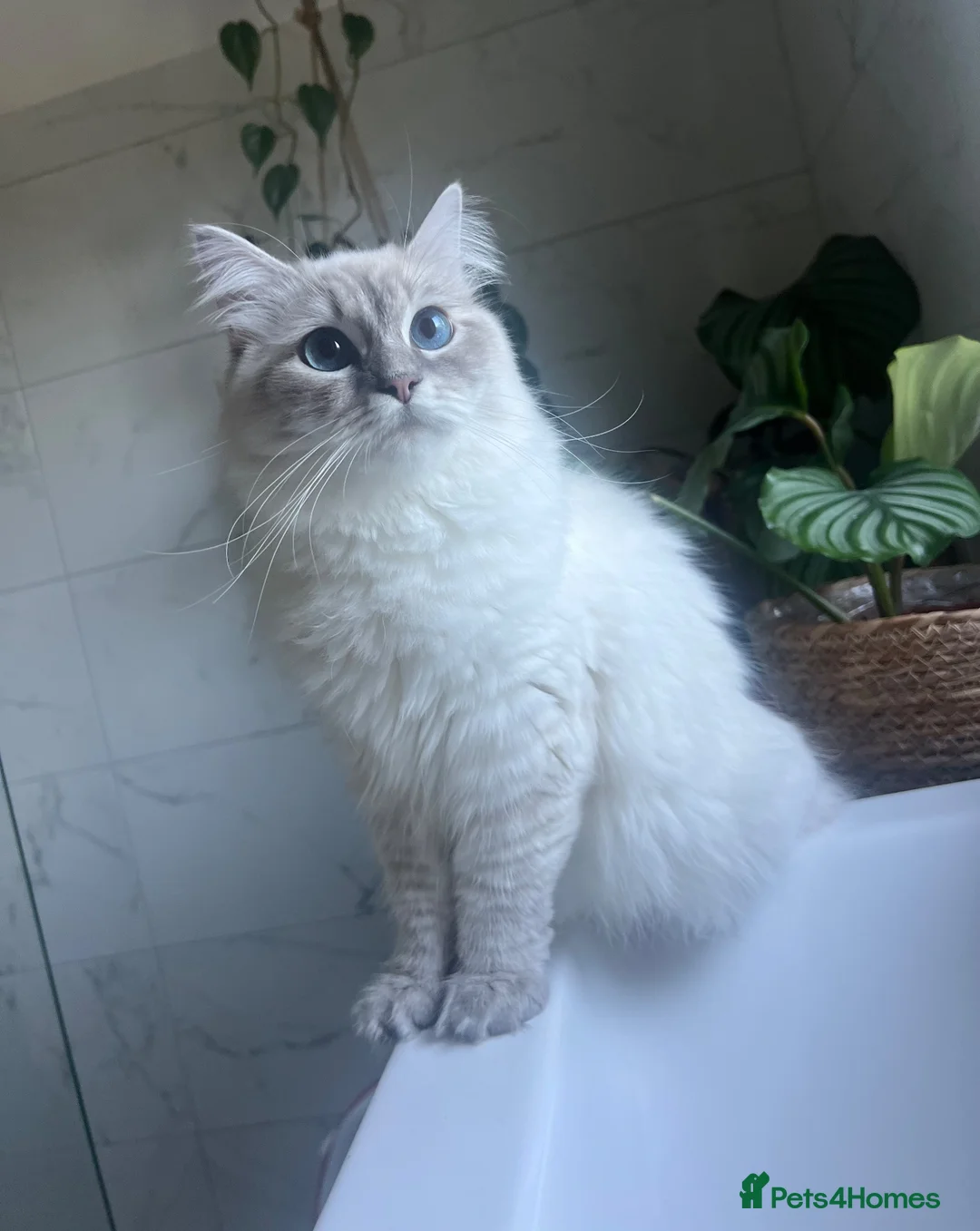 Ragdoll cats for sale: 2 beautiful male ragdoll kittens  - Advert 2
