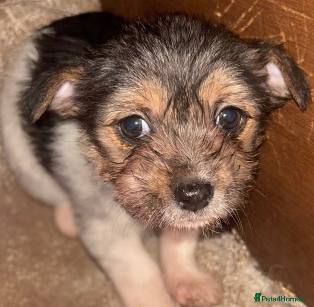 Mixed Breed dogs for sale: Jack Russel x Yorkshire Terrier - Advert 3