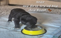 Border Collie dogs for sale: LAST BEAUTIFUL BORDER COLLIE - Image 8