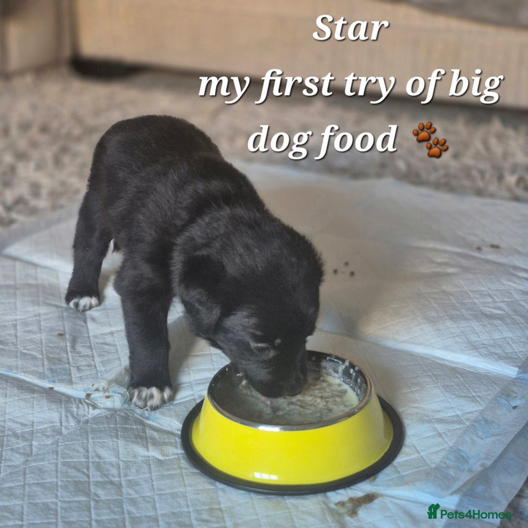 Border Collie dogs for sale: LAST BEAUTIFUL BORDER COLLIE - Image 8