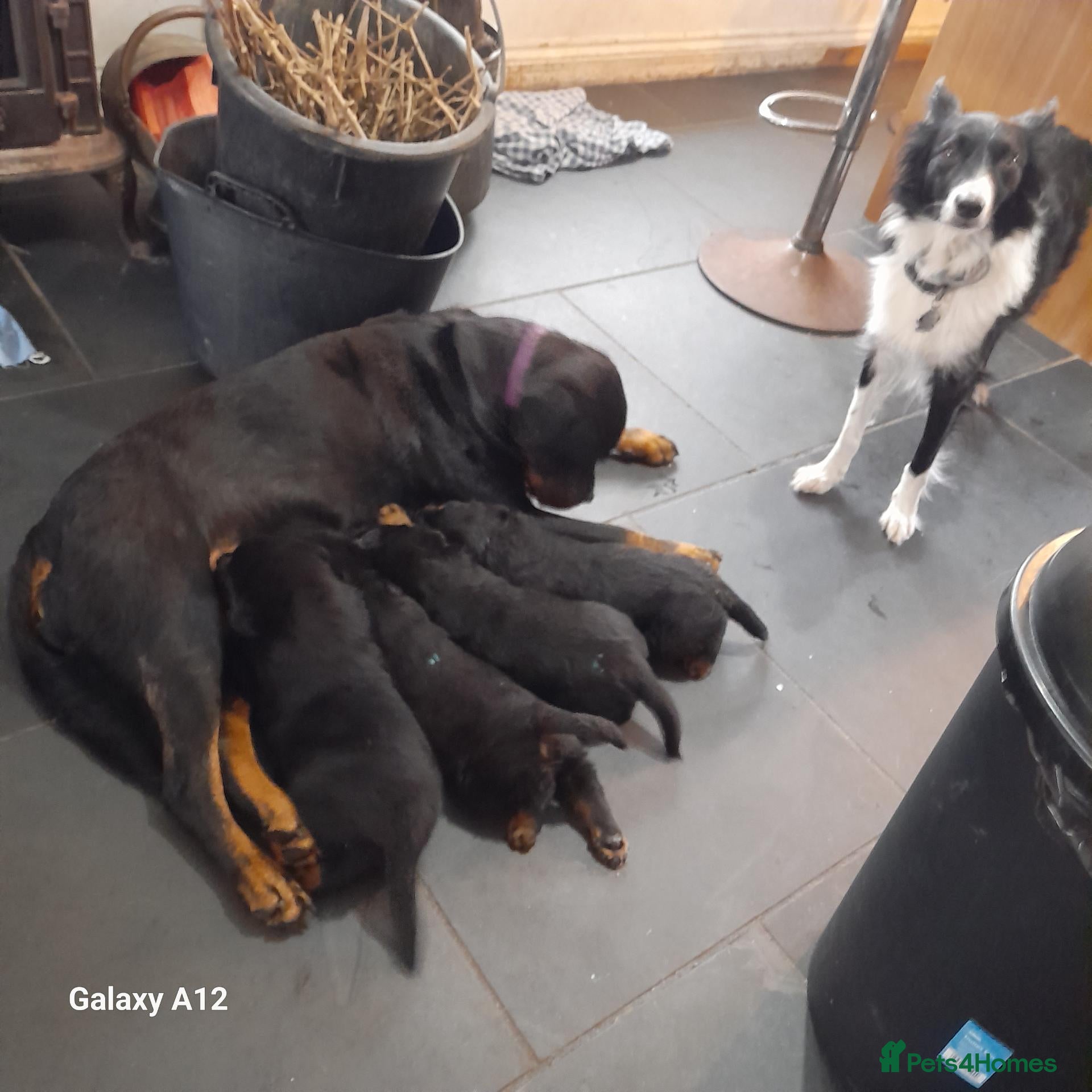 Rottweiler dogs Rottweiler puppies  - Advert 4