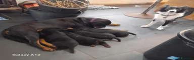 Rottweiler 1