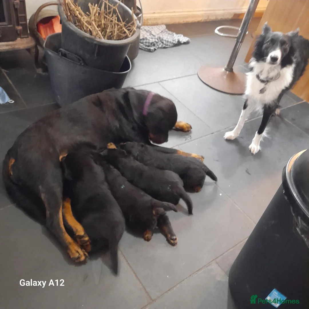 Rottweiler dogs for sale: Rottweiler puppies  - Advert 1