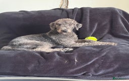 Bedlington Terrier dogs for sale: 1 year old  - Image 4