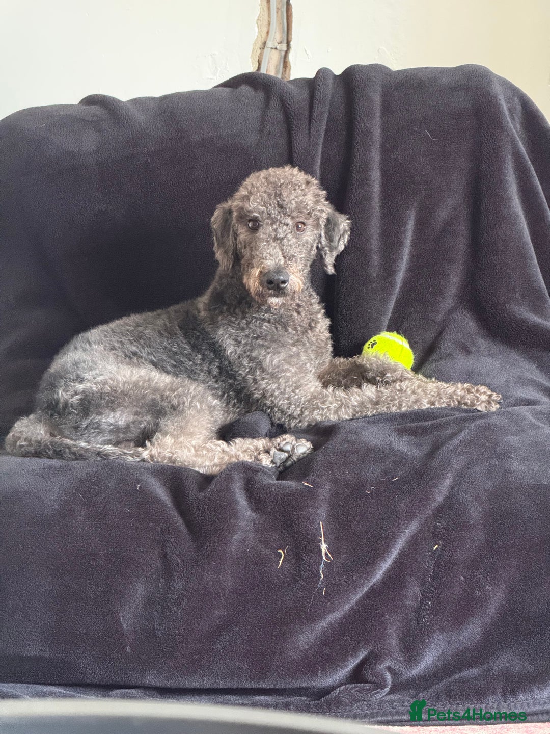 Bedlington Terrier dogs for sale: 1 year old  - Image 4