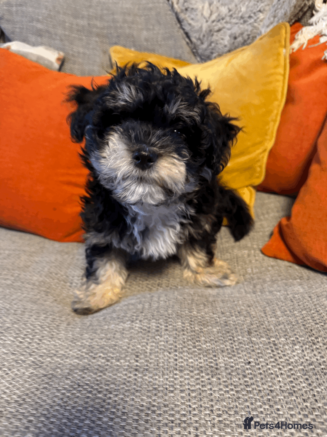 Mixed Breed dogs for sale: Maltese cross yorkshire cross shih tzu for sale - Advert 5