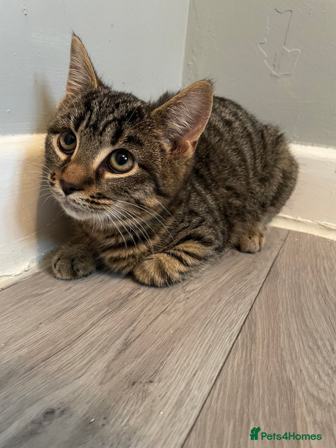 Mixed Breed cats for sale: Rare kittens for sale ready now  - Advert 5