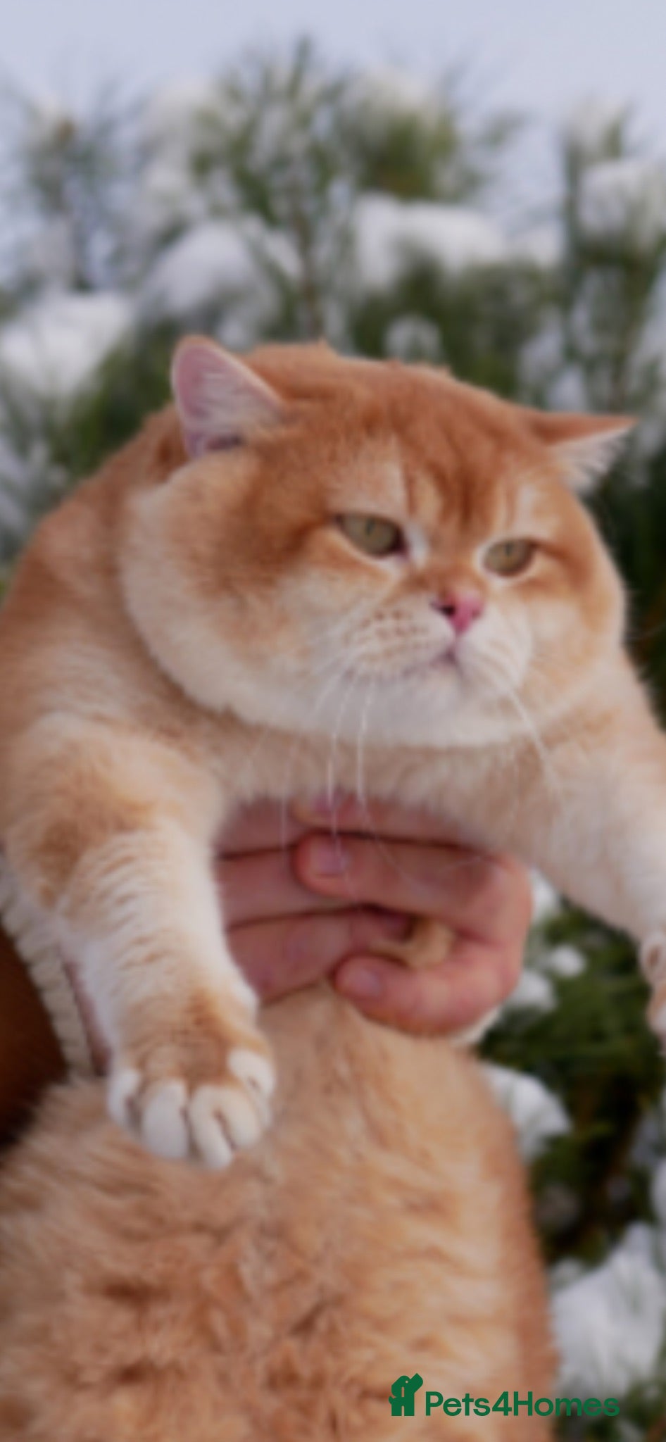 British Shorthair cats Cinnamon/Golden OY12  Active Boy For Sale - Advert 1