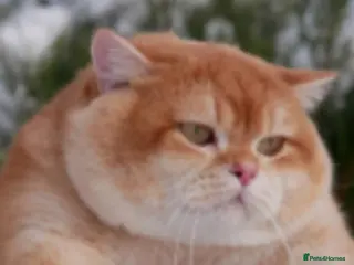 British Shorthair cats Cinnamon/Golden OY12 Active Boy For Sale - Advert 1