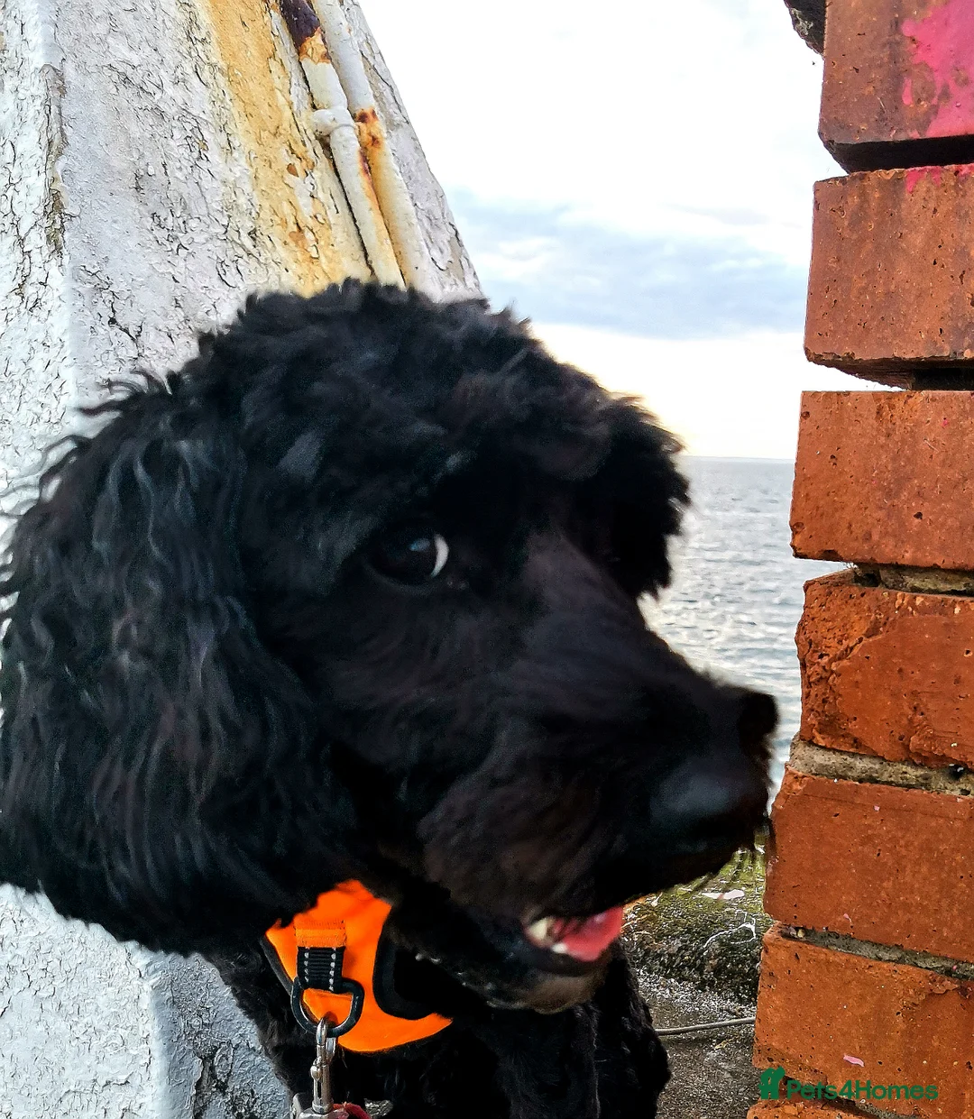 Gallery Image {{count}}