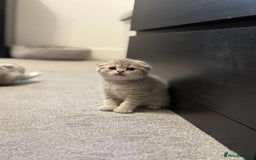 Scottish Fold cats for sale: 🐱 One boy left 🐱 Open for offers ❤️ - Image 5
