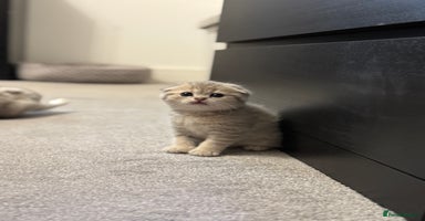 Scottish Fold cats - Advert 2