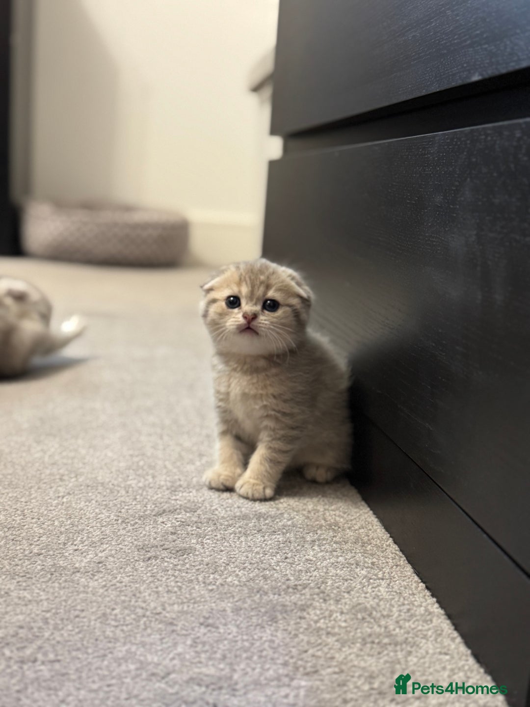 Scottish Fold cats for sale: 🐱 One boy left 🐱 Open for offers ❤️ - Image 5