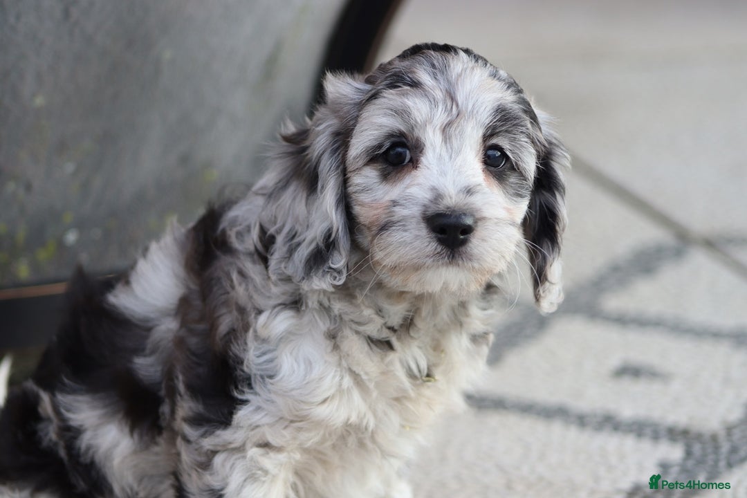 Cavapoo dogs for sale: F1 Cavapoo puppies for sale - Image 17