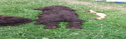 Cockapoo dogs for sale: Last stunning f2b Chocolate cockapoo boy - Advert 11