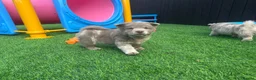 Chow Chow dogs for sale: Stunning exotic colour chowski puppies for sale  - Advert 12