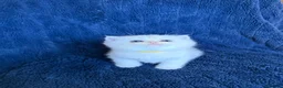 Scottish Fold cats for sale: Beautiful Scottish Fold & Straight Kittens - Advert 37