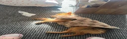 Mixed Breed dogs for sale: Rehoming peanuts 🥜  - Advert 5