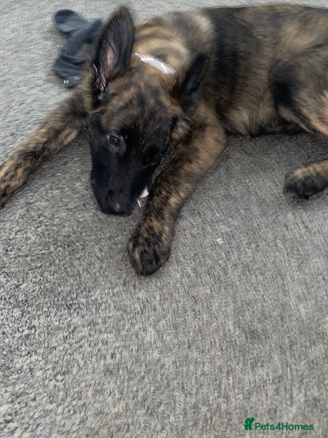 Belgian Shepherd Dog dogs for sale: Male Dutch sheperd - Image 3