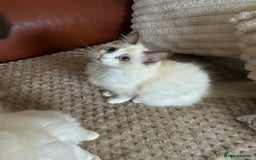Ragdoll cats for sale: Ragdoll Cherubim Mink Lilac Chocolate TICA - Image 16