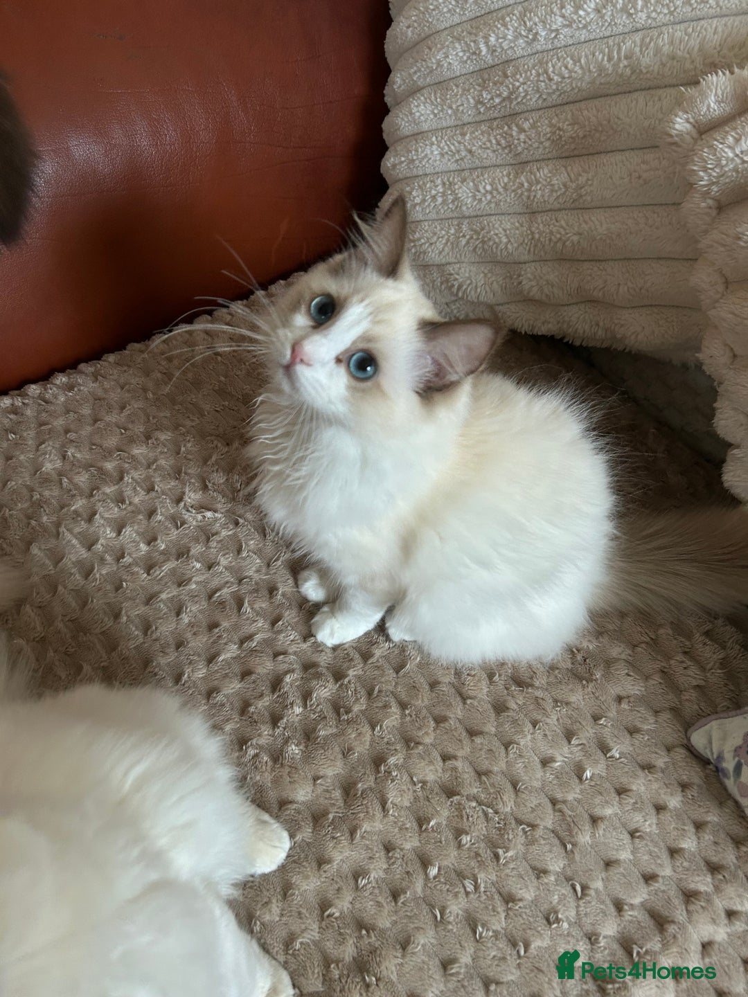 Ragdoll cats for sale: Ragdoll Cherubim Mink Lilac Chocolate TICA - Image 16
