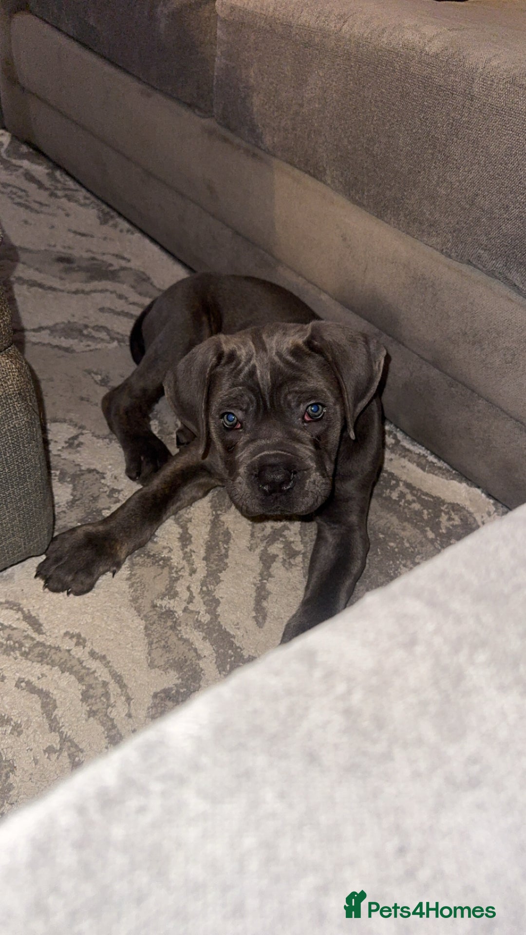 Cane Corso dogs for sale: Male Cane corso  - Image 2