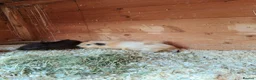 Guinea Pig rodents for sale: Gorgeous mix of guinea pig babies - Advert 6