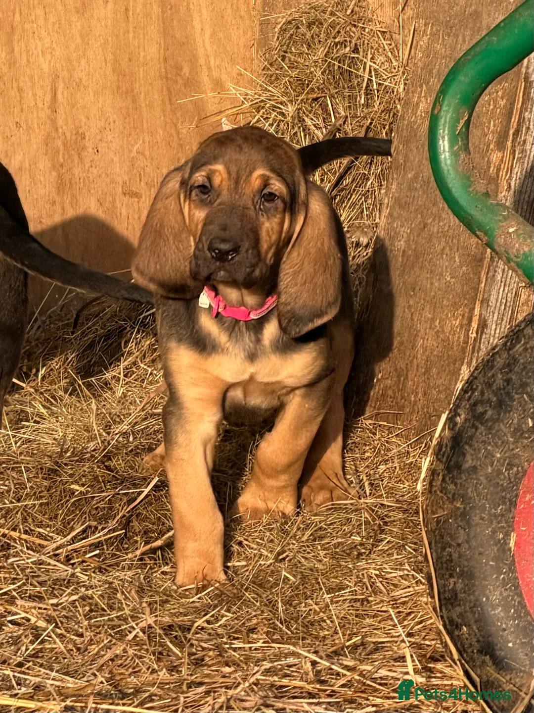 Bloodhound dogs for sale: Bloodhound puppies  - Advert 3