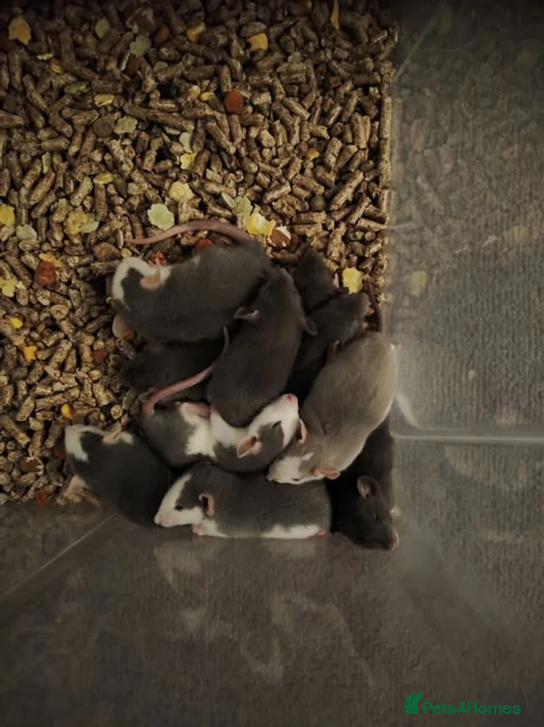 Rat rodents for sale: baby rats male and female grey - Advert 1