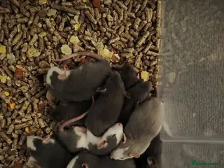 Rat rodents baby rats male and female grey - Advert 1