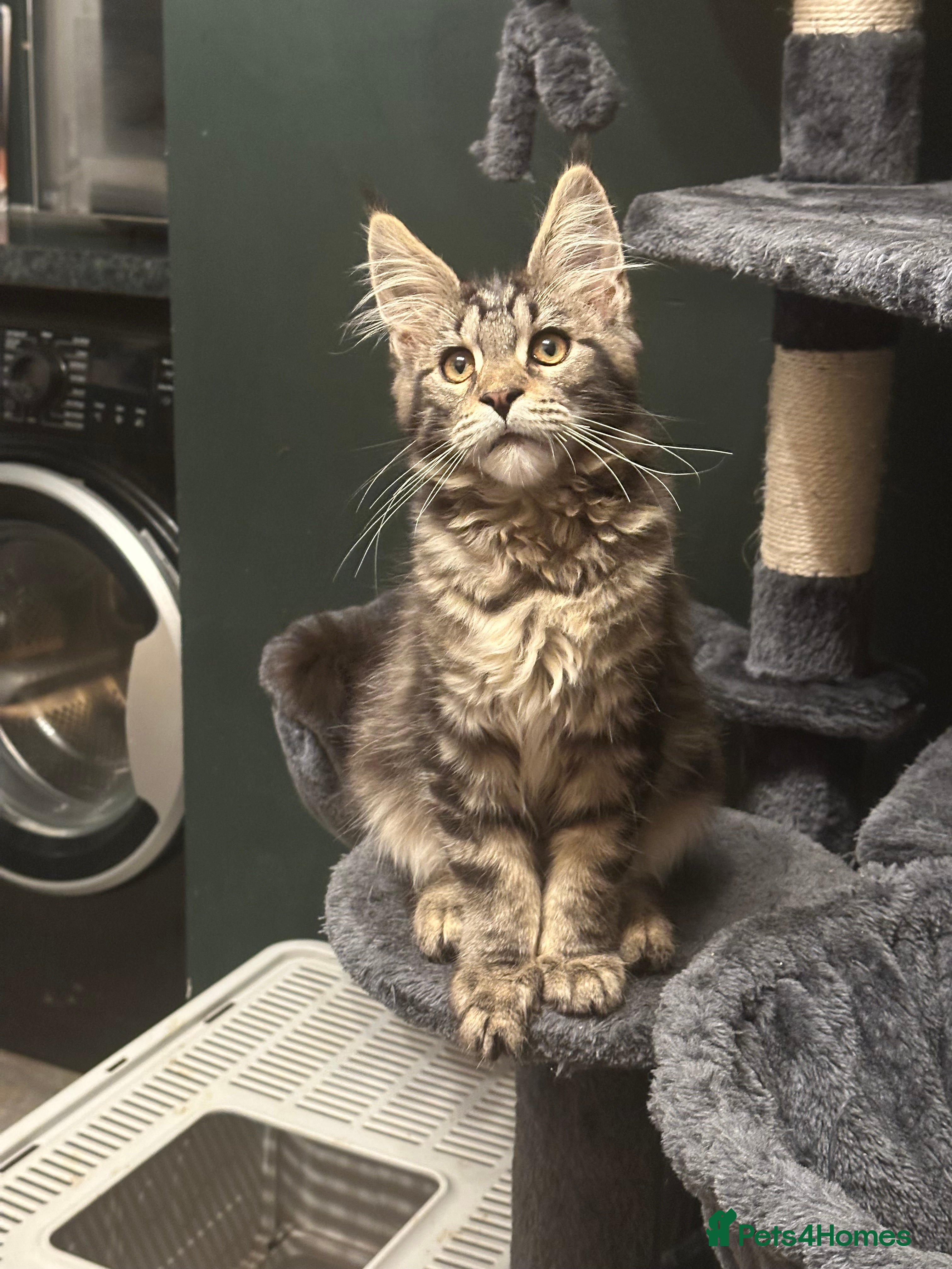 Maine Coon cats Tica Active Kittens ready now - Advert 13