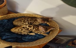 Bengal cats for sale: Quality bengal kittens TICA registered - Image 2