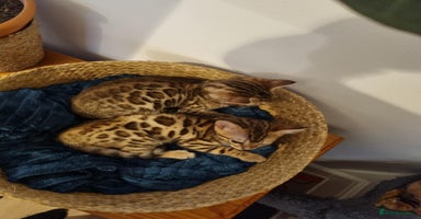 Bengal cats - Advert 1