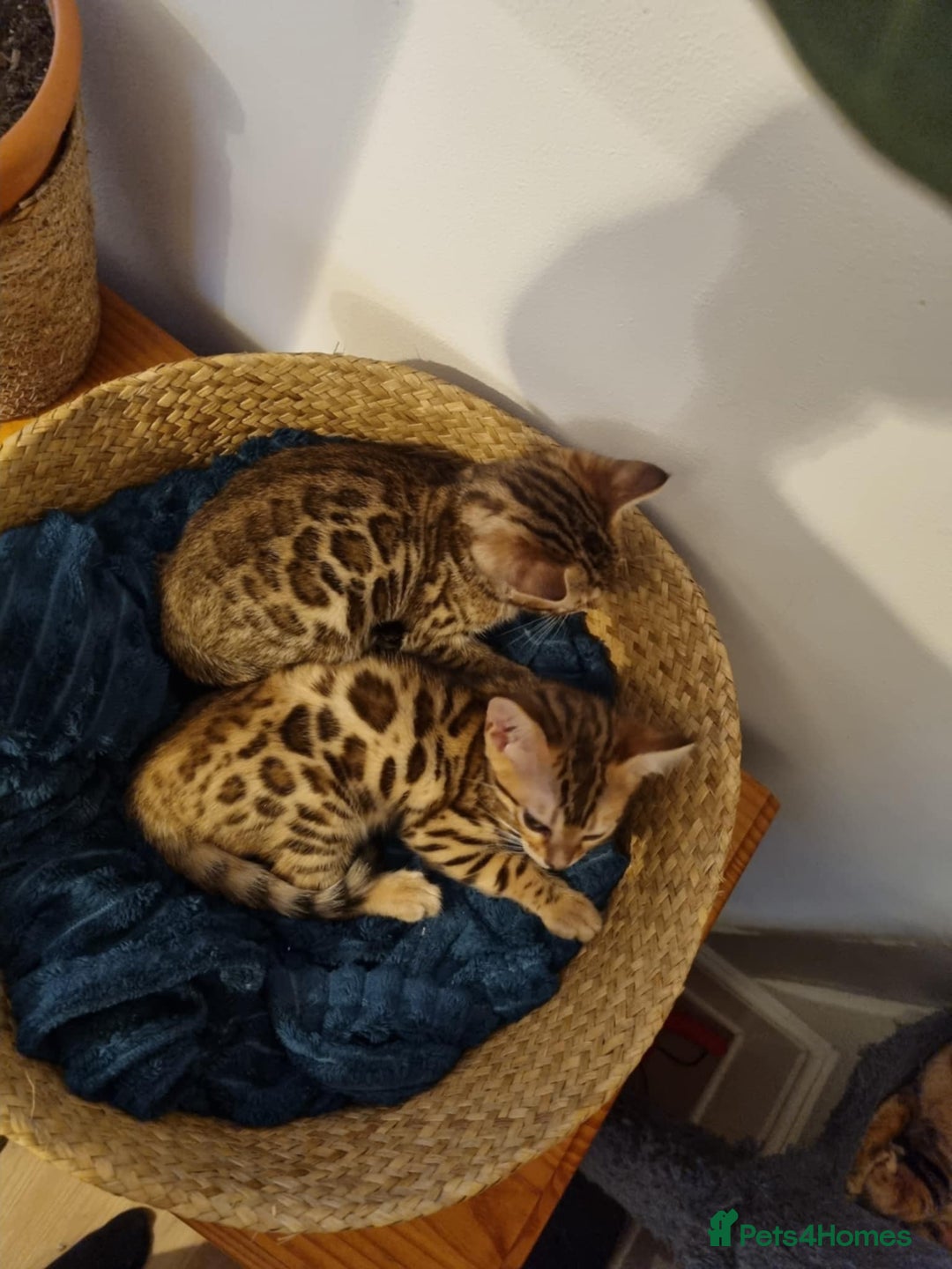 Bengal cats for sale: Quality bengal kittens TICA registered - Image 2