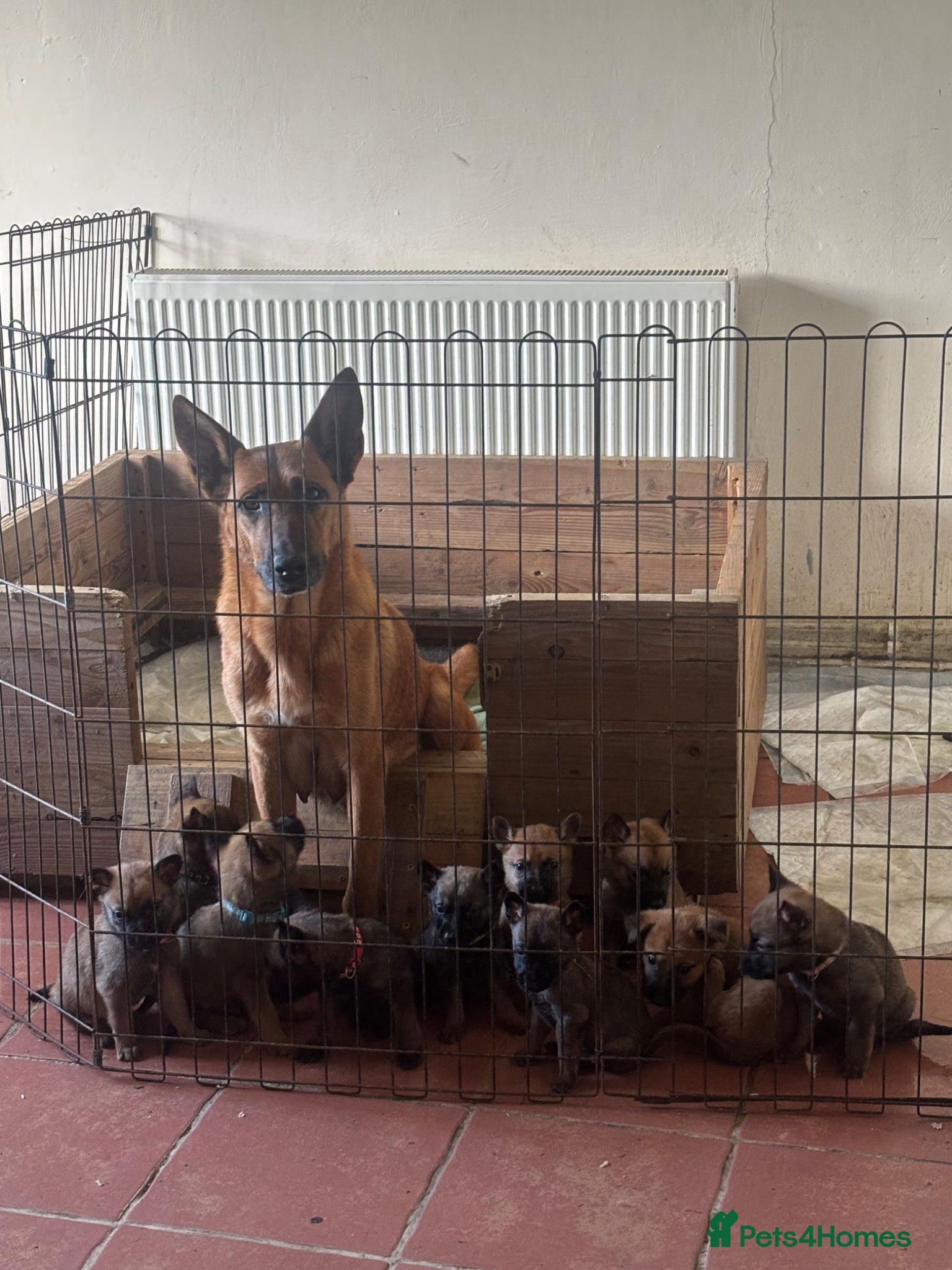 Mixed Breed dogs Dutch Herder x Belgian Malinois - Advert 1
