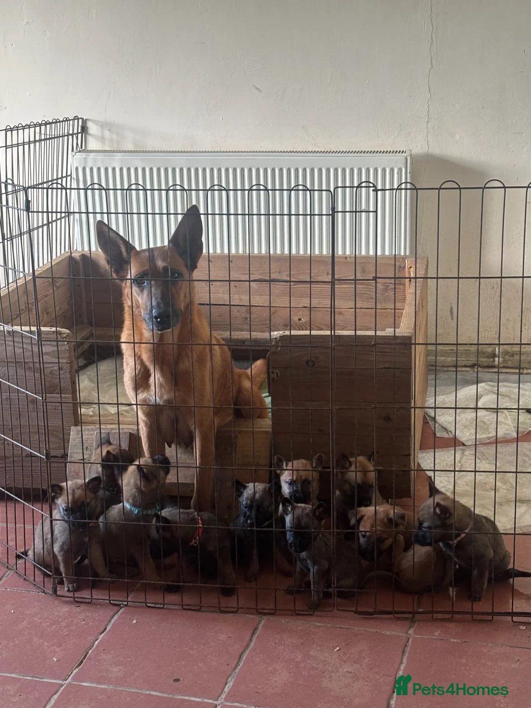 Mixed Breed dogs for sale: Dutch Herder x Belgian Malinois - Advert 1