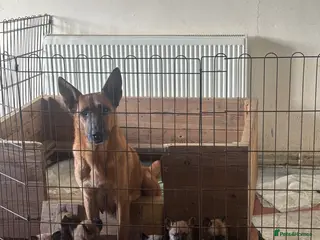 Mixed Breed dogs Dutch Herder x Belgian Malinois - Advert 15