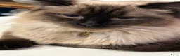 Ragdoll cats for sale: Beautiful ragdoll kittens ready now - Advert 5