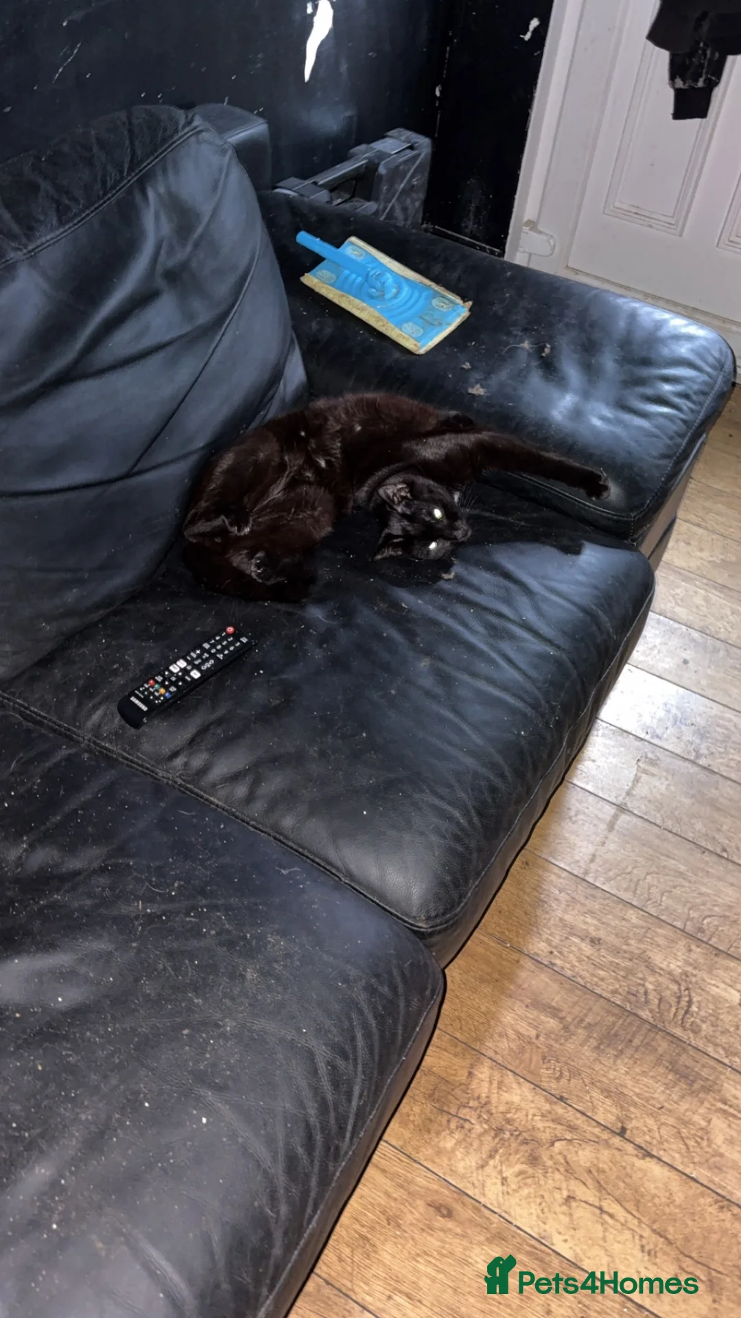 Mixed Breed cats for sale: Nuka-Cola - Advert 3