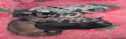 Miniature Dachshund dogs for sale: Miniature Dacshund Puppy Available - Advert 7